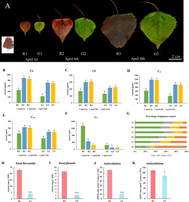 Metabolome combined with transcriptome profiling reveals the dynamic changes in flavonoids in red and green leaves of Populus × euramericana ‘Zhonghuahongye’